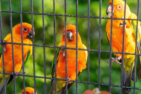 Sun Conure papuga grupa ptaków w metalowej klatce.