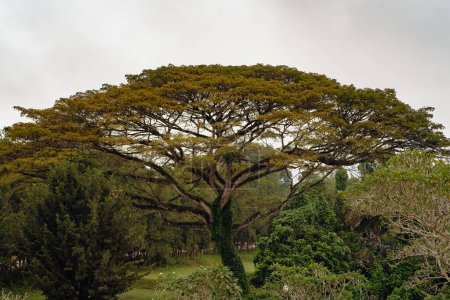 Foto de Gran árbol grande en el parque de la selva tropical en Malasia. - Imagen libre de derechos