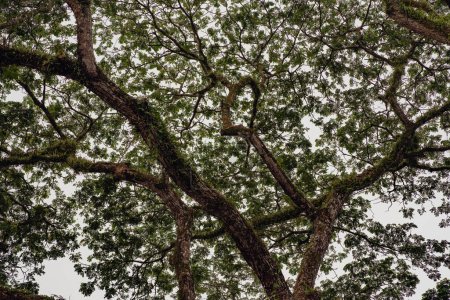 Téléchargez les photos : Des arbres géants de la forêt tropicale qui couvrent le ciel. Vue à angle bas. - en image libre de droit