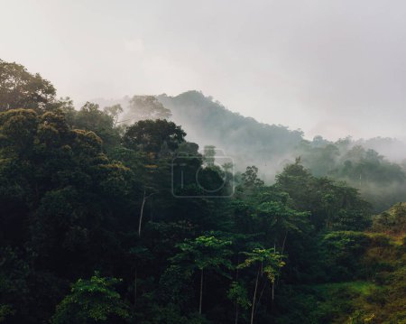 Téléchargez les photos : Vue aérienne du brouillard, du nuage couvert et du brouillard suspendus au-dessus d'une forêt tropicale luxuriante le matin. - en image libre de droit