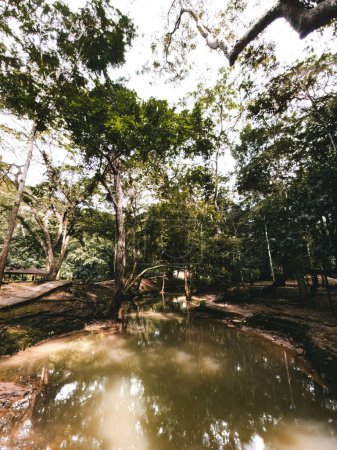 Kleinstromgarten in der Nähe der Kelam-Höhle in Perlis, Malaysia.