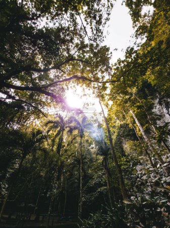 Photo for Low-angle view of the rainforest trees with sunlight beams coming through the jungle. - Royalty Free Image