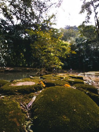 Téléchargez les photos : Gros plan de mousse verte sur un sentier de pierre dans la jungle de la forêt tropicale. - en image libre de droit