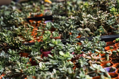 Téléchargez les photos : Plantes succulentes dans de petits pots dans le jardin. - en image libre de droit