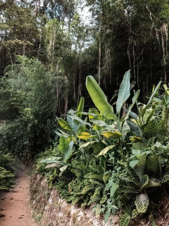 Foto de Plantas tropicales que crecen en la selva en Cameron Highlands, Malasia. - Imagen libre de derechos