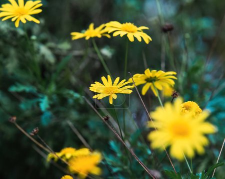 Photo for Beautiful shocking yellow flowers in the garden. - Royalty Free Image