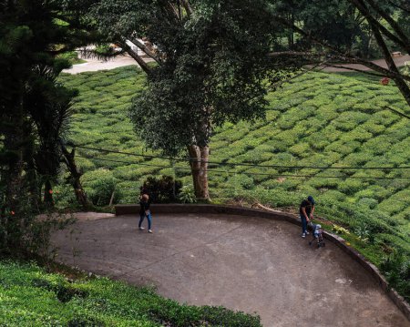 Téléchargez les photos : Cameron Highlands, Malaisie - 15 sept. 2022 Promenade matinale dans la zone de plantation de thé. - en image libre de droit