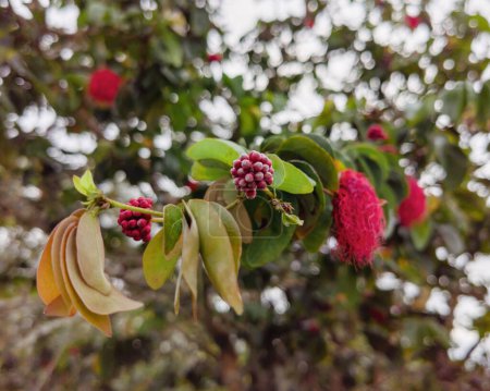Foto de Cepillo de afeitar, Dr. Seuss Tree o Amapolla Tree (Pseudobombax ellipticum), Planta rosa como un plátano con puntas rectas - Imagen libre de derechos