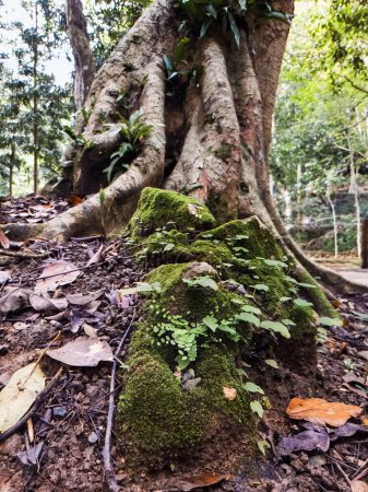 Tree root covered with moss, near the rainforest cave in Perlis, Malaysia.