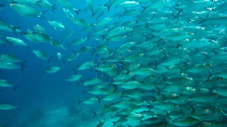 Photo for Group of fish or school of fish at the ocean swimming in group trying to escape from predator on blue background - Royalty Free Image