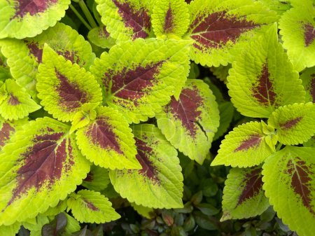 Foto de Coleus or painted nettle ornamental decorative leaves in summer flower beds in the garden growing lush and green and red - Imagen libre de derechos