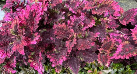 Coleo u ortiga pintada hojas decorativas ornamentales en macizos de flores de verano en el jardín creciendo exuberante y verde y rojo