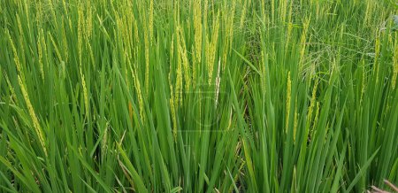 Foto de Campo de arroz con cáscara verde y hermoso, cultivando el arroz, plantación de arroz, plantación de cáscara en Asia - Imagen libre de derechos