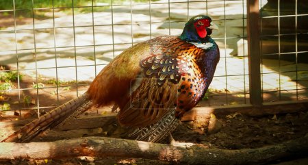 Photo for Common pheasant Phasianus colchius Ring-necked pheasant in the garden, grassland in early morning, or also known as pheasant chicken java indonesia - Royalty Free Image
