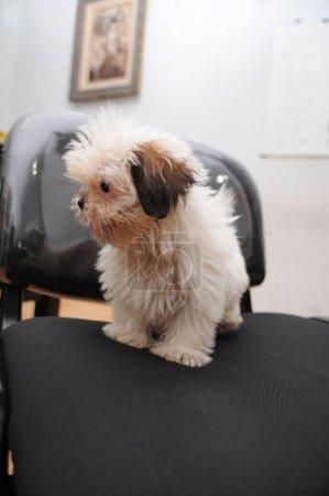Téléchargez les photos : Mignon chien Bichon Bolognais blanc pose à la caméra en attente de toilettage. avec longue fourrure et visage mignon - en image libre de droit