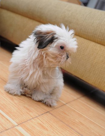 Téléchargez les photos : Mignon chien Bichon Bolognais blanc pose à la caméra en attente de toilettage. avec longue fourrure et visage mignon - en image libre de droit