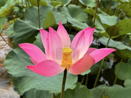 bright blooming pink water lotus flower growing among lush green leaves on calm pond, beautiful nature