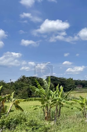 beautiful view of landscape and green view with blue sky and white cloud natural view and green fields