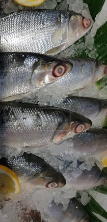 Bangus Milchfisch liegt auf frischem Eis auf einem nassen Markt. Es ist eine gemeinsame schmackhafte und nationale Fisch rohen Fisch