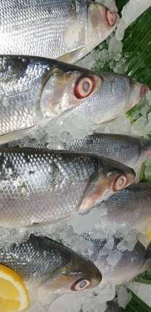 Bangus milk fish laying on a fresh ice at a wet market. It is a common tasty and national fish raw fish