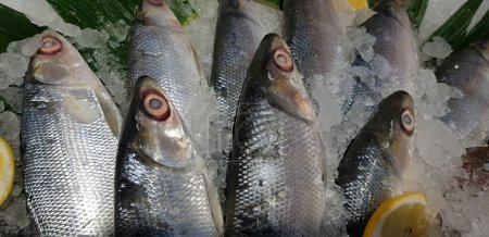 Bangus milk fish laying on a fresh ice at a wet market. It is a common tasty and national fish raw fish