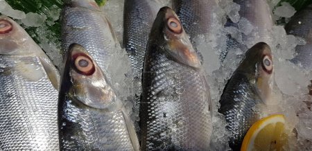 Photo for Bangus milk fish laying on a fresh ice at a wet market. It is a common tasty and national fish raw fish - Royalty Free Image