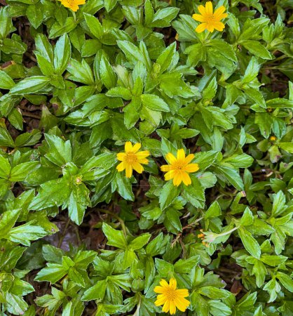 Hermosa flor amarilla Daisy india o verano indio o Rudbeckia hirta o Black-Eyed Susan o Bay Biscayne arrastrándose-oxeye o Sphagneticola trilobata