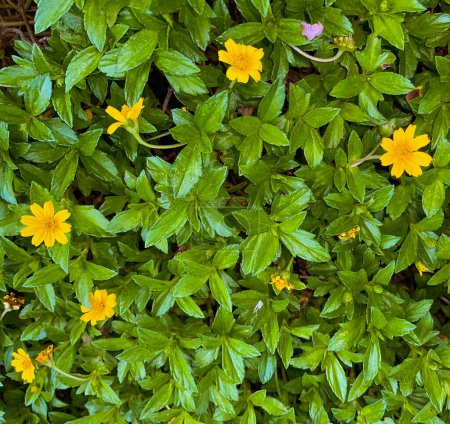 Schöne gelbe Blüte Indian Daisy oder Indian Summer oder Rudbeckia hirta oder Black-Eyed Susan oder Bay Biscayne kriechendes Ochsenauge oder Sphagneticola trilobata