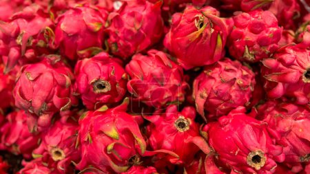 Produits frais de fruits du dragon ou Hylocereus undatus 0r buah naga en indonésien sur le marché local, fruits frais sains pour la salade ou le jus ou toutes les options de cuisson bonnes pour les recettes de cuisine