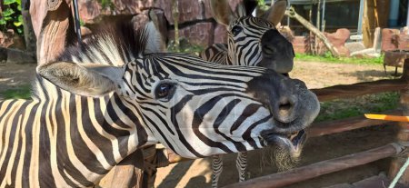 Schöne schwarz-weiß gestreifte Zebras, Equus quagga, auf der Ranch unseres Onkels in Indonesien, wildes Leben Zebra