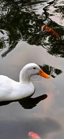 Große weiße, schwere Ente, auch bekannt als America Pekin, Long Island Duck, Pekin Duck, Aylesbury Duck, Anas platyrhynchos domesticus, die im Teich schwimmt