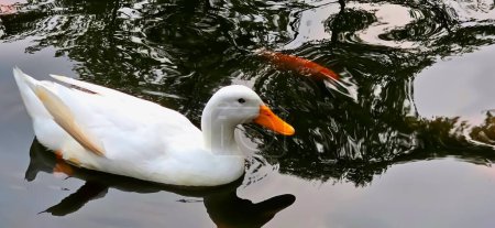 Gran pato blanco pesado también conocido como America Pekin, Long Island Duck, Pekin Duck, Aylesbury Duck, Anas platyrhynchos domesticus nadando en el estanque