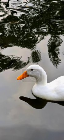 Große weiße, schwere Ente, auch bekannt als America Pekin, Long Island Duck, Pekin Duck, Aylesbury Duck, Anas platyrhynchos domesticus, die im Teich schwimmt