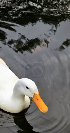 Large white heavy duck also known as America Pekin, Long Island Duck, Pekin Duck, Aylesbury Duck, Anas platyrhynchos domesticus swimming in the pond