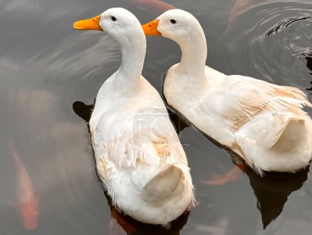 Grand canard lourd blanc également connu sous le nom d'Amérique Pékin, Long Island Duck, Pékin Duck, Aylesbury Duck, Anas platyrhynchos domesticus nageant dans l'étang