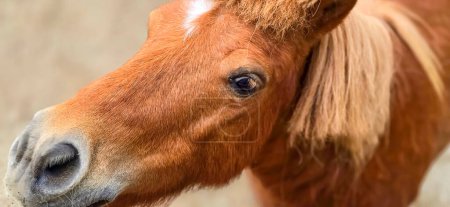 brown shetland breed pony horse in the ranch standing up with closeup photo in the stable