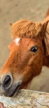 brown shetland breed pony horse in the ranch standing up with closeup photo in the stable
