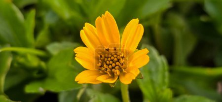 Wedelia or Sphagneticola trilobata belongs to the order Asterales, family Asteraceae. Wedelia is a wild flower plant that lives in tropical climates, usually found in plantation areas and rice fields yellow flower