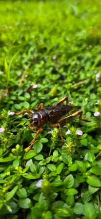 Close up house brown cricket insect or known as Acheta domestica in the green garden, perching on a blade of grass good for biology book or insect multimedia content creation
