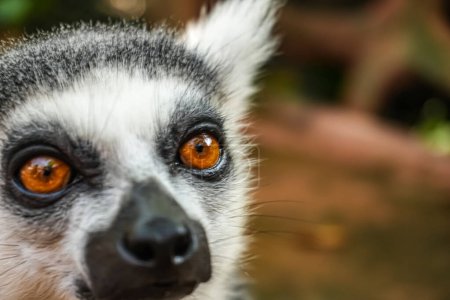 Lemur catta (Lemur catta) es un gran primate estrepsirrino conocido como maky, maki o hira Reserva Natural de Tsimanampetsotsa, en Madagascar para la creación de catálogo de animales o contenido