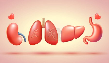 Illustration for Human organs, lungs, stomach, kidneys and liver. 3d vector, suitable for donor day, health and education - Royalty Free Image