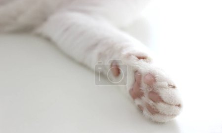 Téléchargez les photos : Footpad de chat sur la table blanche - en image libre de droit
