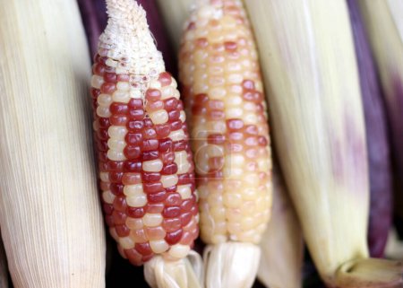 Photo for Close up of boiled waxy corn, selective focus - Royalty Free Image