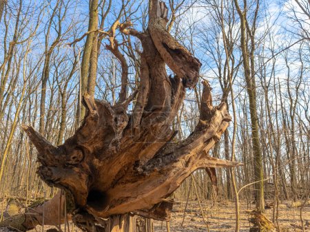 A bizarre figure formed by the roots of a fallen tree