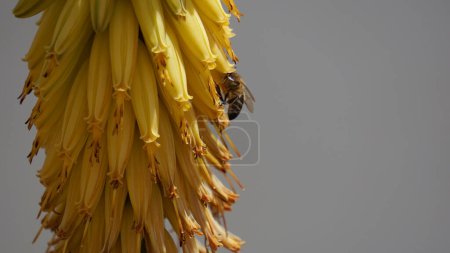 Naturinteraktion, Biene trifft auf lebendige Blume