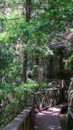Eine Wildnis-Szene mit einer Holzbrücke und üppigem Grün.