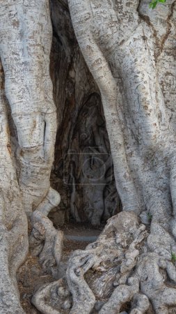 Ancient tree, secret hollow.