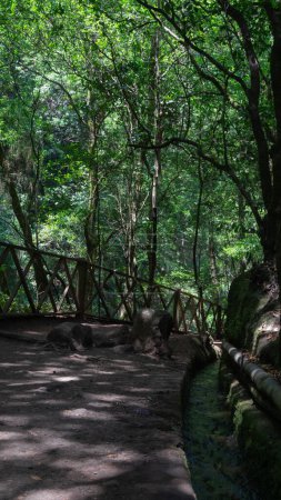 Verdant La Palma pathways, serene and untouched.