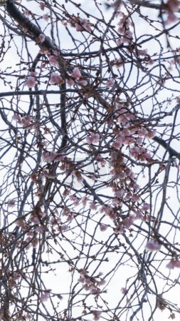 Vibrant cherry blossoms signal springs arrival