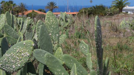 Cactus nopal vibrantes, telón de fondo costero, ambiente soleado
